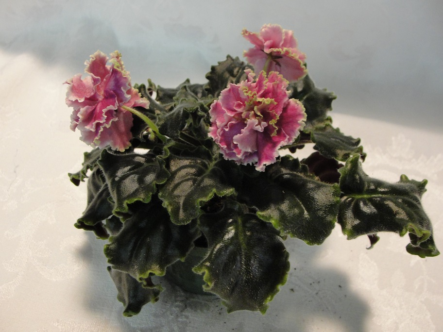 Gem Flower (Kamennyi Tsvetok) in 3" Pot
